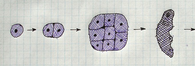 Picture of: Cell to Embryo Scheme