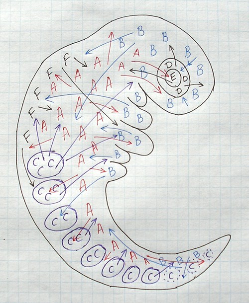 Picture of: Embryo Tissues Differentiation