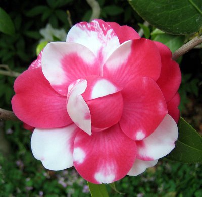 Picture of: Hybrid Pink
