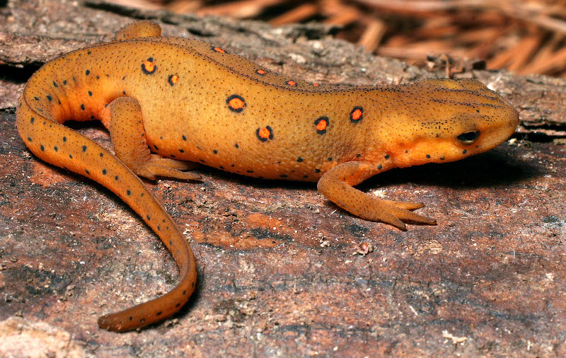 Picture of: Newt
