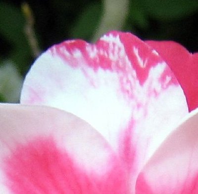 Picture of: Leaf of Hybrid Pink