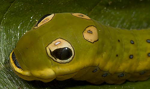 Picture of: Snake-Mimiking Caterpillar (Green)